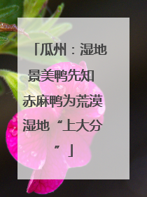 瓜州：湿地景美鸭先知 赤麻鸭为荒漠湿地“上大分”